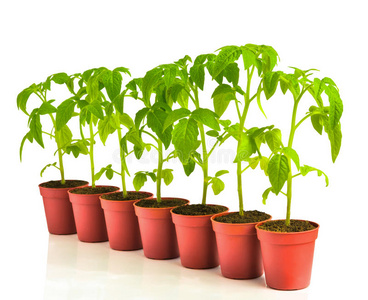 盆栽的一排秧苗番茄