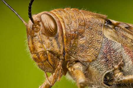 埃及蝗虫蚱蜢的头部和胸部照片
