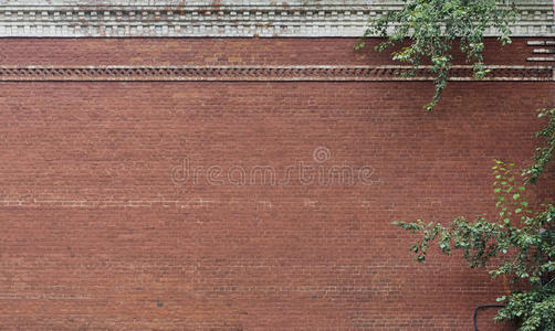 装饰性植物装饰砖墙
