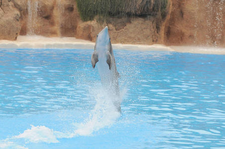 蓝水上的灰海豚