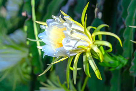 有机农场中的龙花.