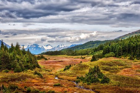 秋天穿越楚加奇山脉阿拉斯加荒野的一条小溪的风景