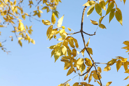 树分支与黄色秋天叶子反对蓝天