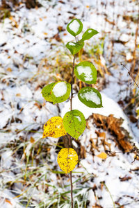 在寒冷的秋日, 森林林间空地上的第一根雪覆盖着树枝