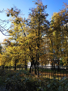 秋天美丽的天在公园黄色树