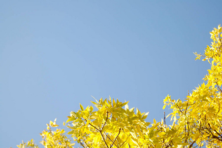 黄色秋天叶子蓝天背景
