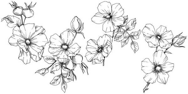 犬齿图片-犬齿素材-犬齿插画-摄图新视界