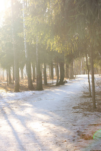 冬季森林在阳光明媚的天气与雪在地面上。美丽的风景, 高高的树木和长长的小路。早春