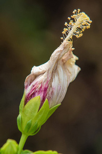 芙蓉花与模糊的背景的看法