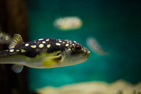 在水族馆的鱼的特写