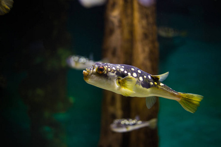 在水族馆的鱼的特写