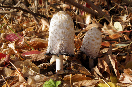 秋天森林里的毛茸茸的水帽 coprinus comatus