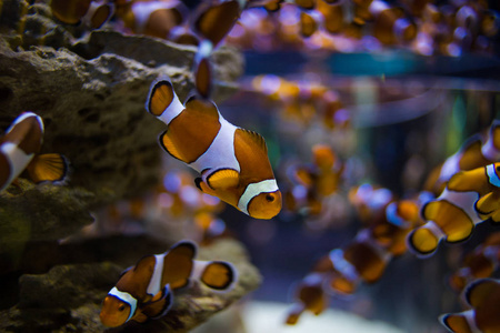 鱼在海洋中游泳, 在珊瑚的背景下热带鱼类 dascillus 在开阔的海洋中.