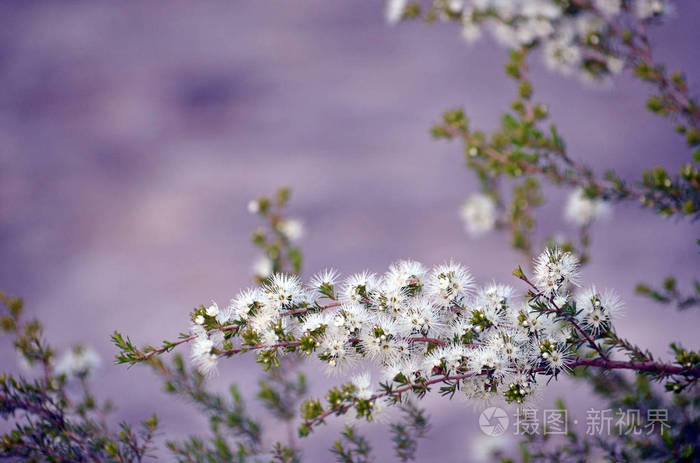 澳大利亚本地人昆泽亚的白色 蜂蜜香味的花 林 生长在小马利消防小道上 皇家国家公园 悉尼 澳大利亚 家枪科 当地原住民照片 正版商用图片0ts03n 摄图新视界