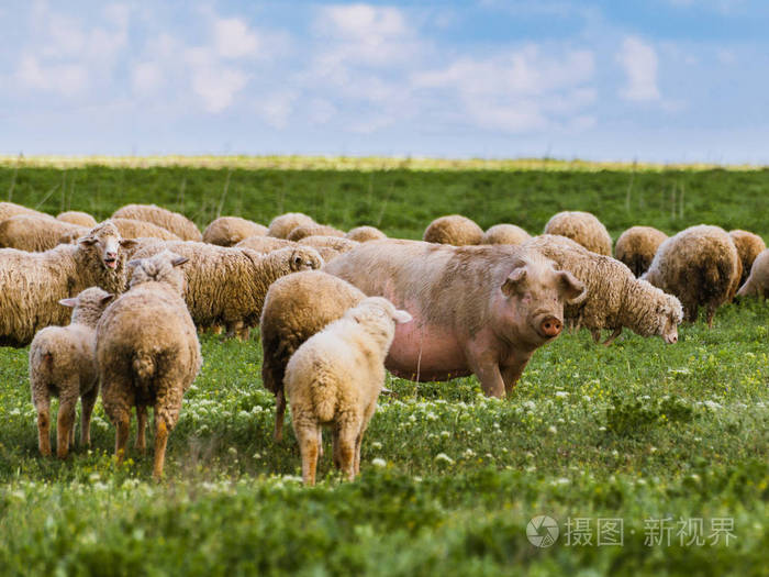 绵羊中的一只大猪一群不同的动物排他性概念