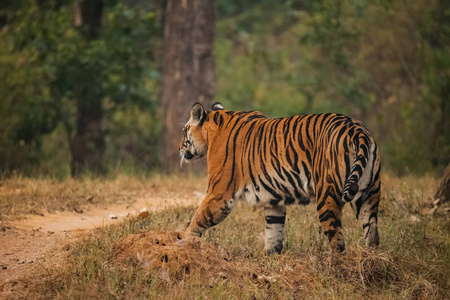 在野生动物中的孟加拉虎