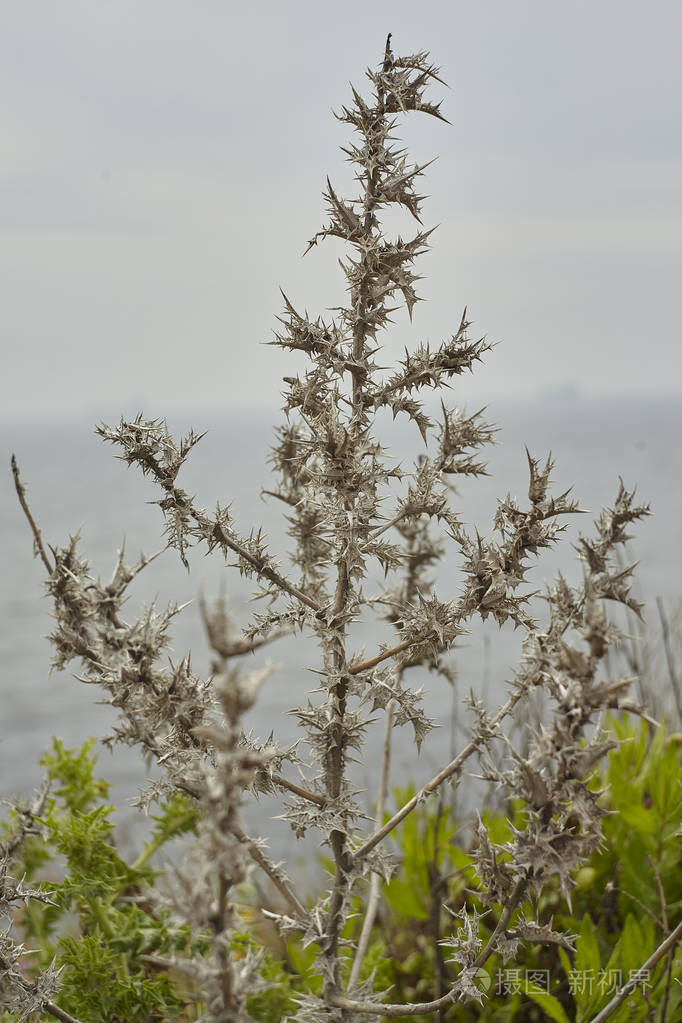 充满灰色荆棘的地中海植物: 屠夫扫帚的一个例子