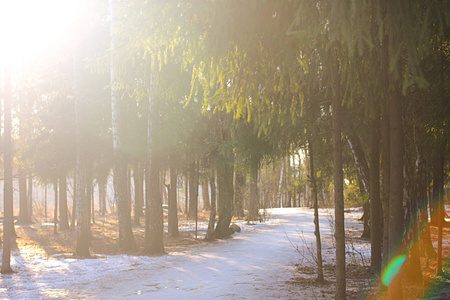 冬季森林在阳光明媚的天气与雪在地面上。美丽的风景, 高高的树木和长长的小路。早春