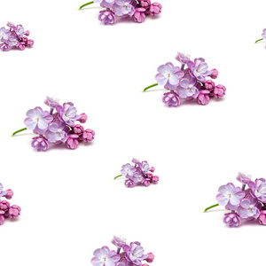 无缝背景与白色紫丁香鲜花