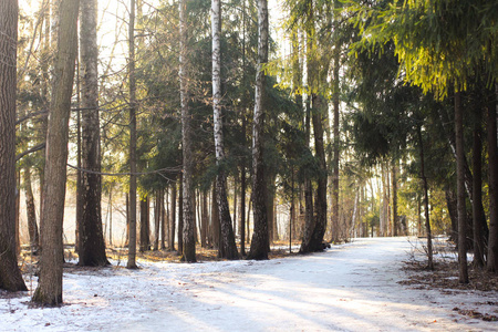 冬季森林在阳光明媚的天气与雪在地面上。美丽的风景, 高高的树木和长长的小路。早春
