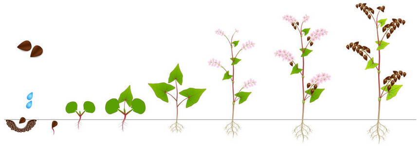 荞麦植物的生长周期在白色背景照片