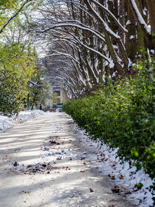 乡村道路与树