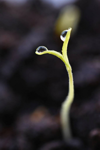 从地面生长的绿苗。露水的嫩叶发芽的植物。春天的背景花园