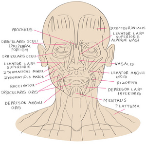 脸上肌肉颜色