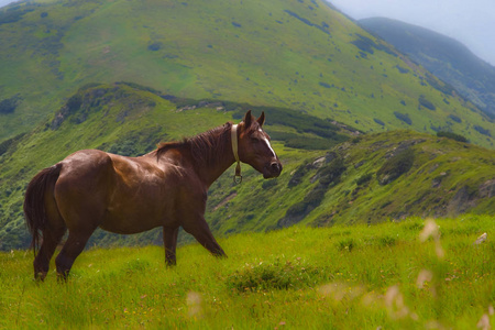 马在 Polonin 的山上放牧。乌克兰