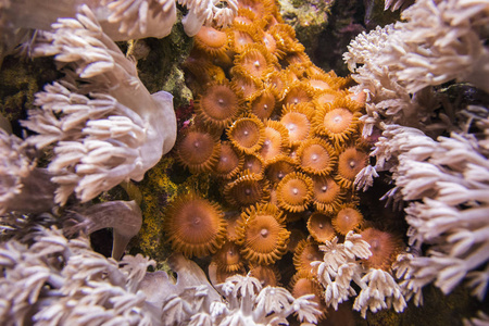 花粉直感珊瑚。和棕色 Zoantharia