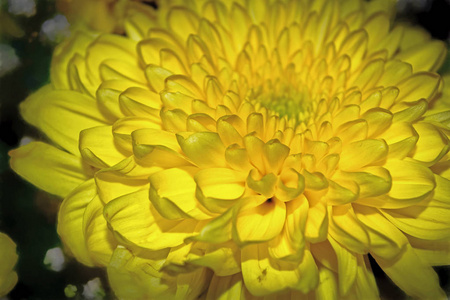 黄色菊花特写在一个黑暗的背景
