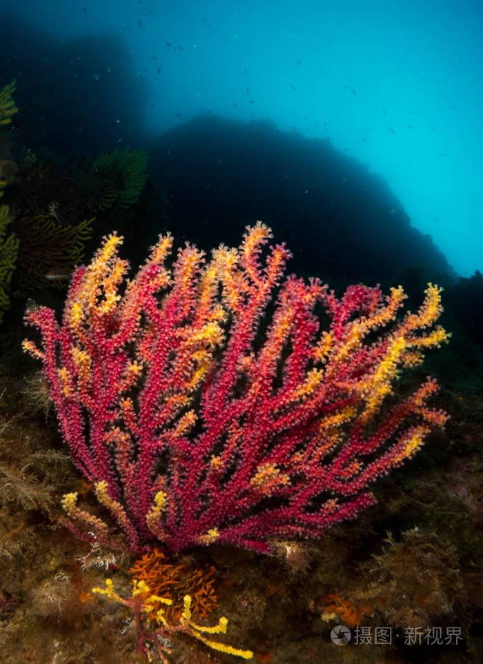 地中海的柳珊瑚,蓝色背景照片-正版商用图片0tsklp-摄图新视界