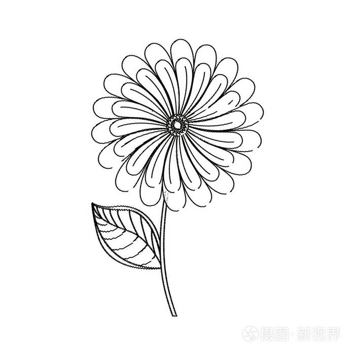 甘菊花装饰素描插画-正版商用图片0tsm5q-摄图新视界
