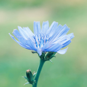 大自然中的菊苣花朵