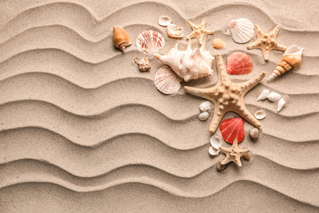 不同海贝壳和海星在沙子上的构成
