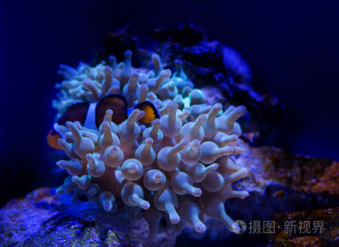 海葵在水族馆深蓝色的水中 热带海洋生活背景照片 正版商用图片0tsoqt 摄图新视界 海葵在水族馆深蓝色的水中 热带海洋生活背景照片 正版商用图片0tsoqt 摄图新视界