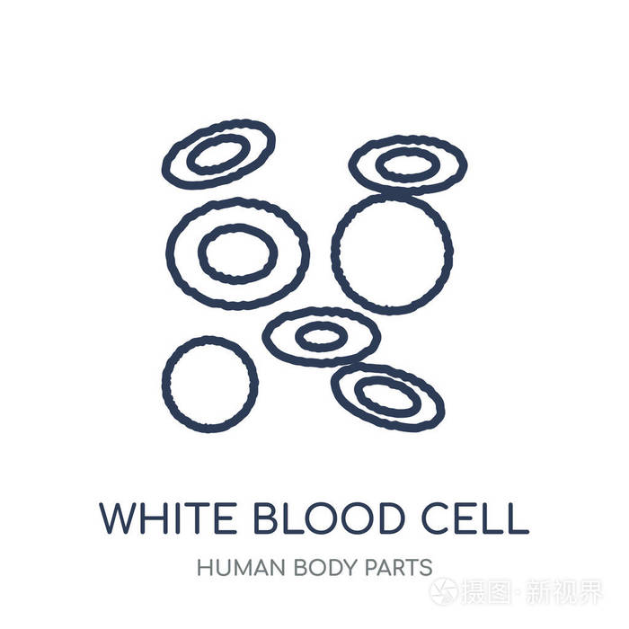白血细胞图标.从人体部位集合的白细胞线性符号设计