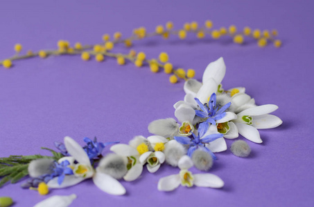 花雪花莲 含羞草 柳树的圆形框架。花组成对紫色背景