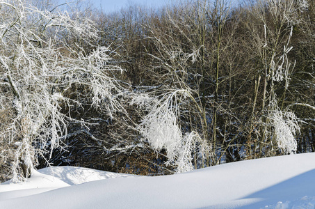 冬季景观, 雪漂流和冰冷的树木在一个阳光明媚的寒冷的日子, 特写