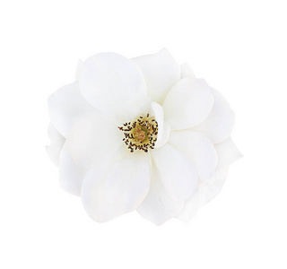 孤立在白色的背景 软焦点和剪切路径上的白玫瑰