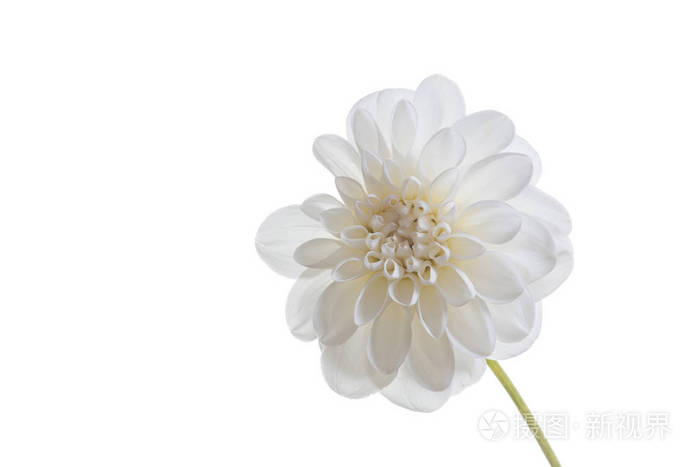 在白色背景上分离的一朵菊花.健康,纯洁和纯真的概念