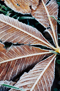 美丽的倒下的栗树叶子覆盖着霜冻躺在冰冻的草地上