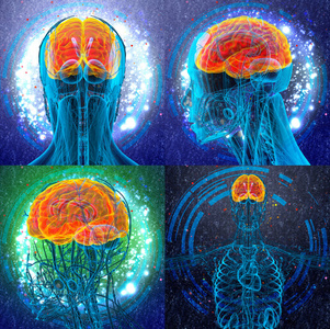 人类大脑的 3d 渲染医学插图