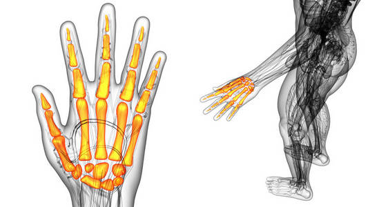 骨架的手三维渲染图