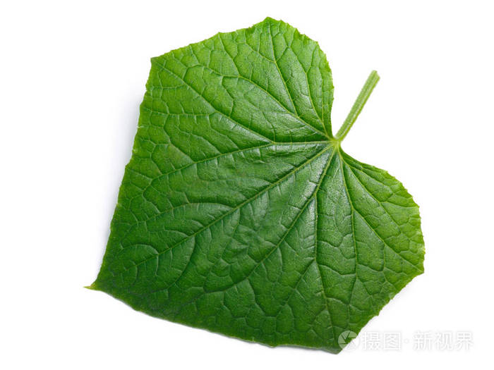 黄瓜叶片路径顶视图