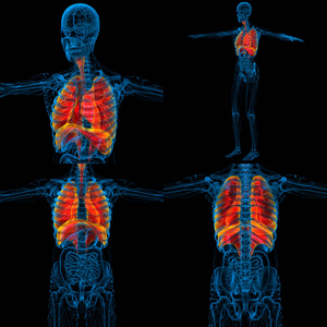 3d 渲染医学插图的人类呼吸道系统