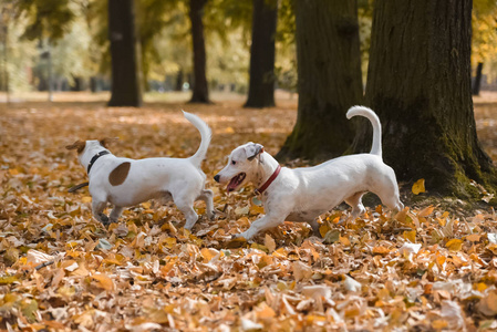 秋天的两个杰克罗素狗在公园里散步