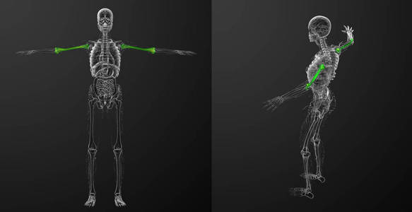 3d 渲染医学插图的肱骨骨