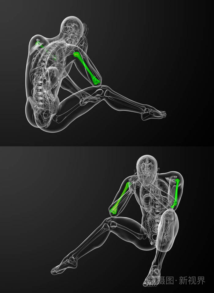 3d 渲染医学插图的肱骨骨