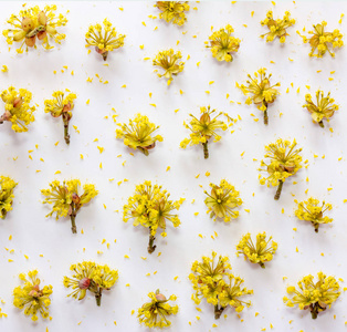 与黄色的花朵山茱萸白色背景上的花纹。平躺，顶视图